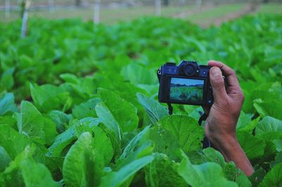 Close-up of hand photographing through camera amidst plant