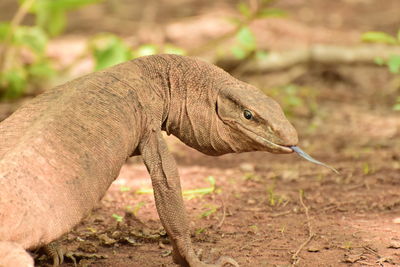 Close-up of lizard on land