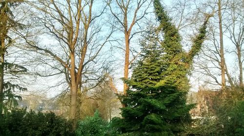 Trees in a row