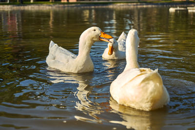 Swans swimming in lake