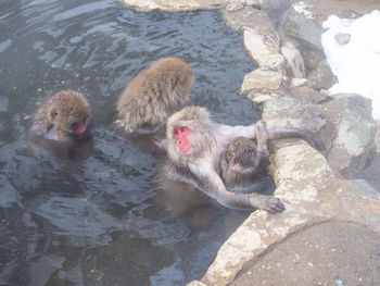 High angle view of monkeys swimming in lake during winter