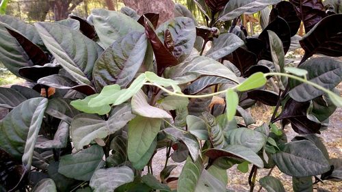 Close-up high angle view of plants