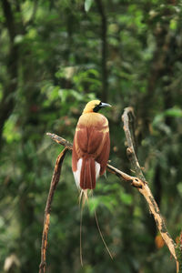 Close-up of cendrawasih bird on branch 