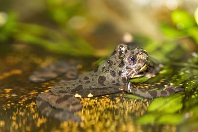 Close-up of turtle in lake