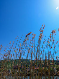 Low angle view of tall grass on field against clear blue sky