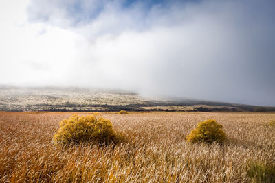 Scenic view of field against sky