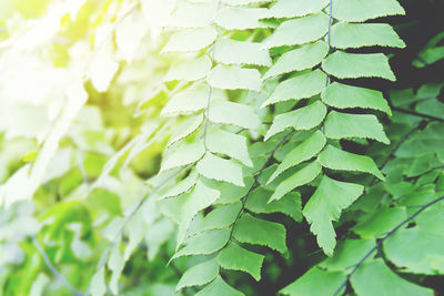 Close-up of green leaves