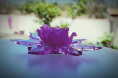 Close-up of flower against blurred background