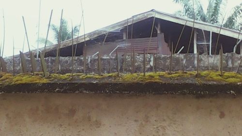 Plants in front of building