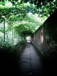 Footpath amidst trees in park
