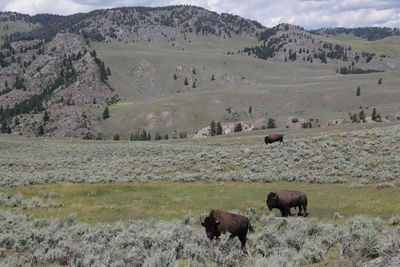 Horses in a field