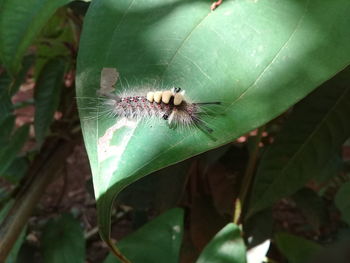 Close-up of insect on leaf