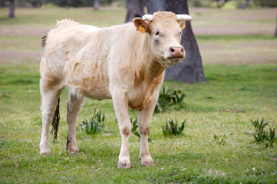 Portrait of cow standing on field