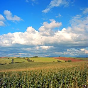 Scenic view of agricultural field against sky