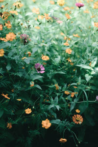 High angle view of purple flowering plants on field