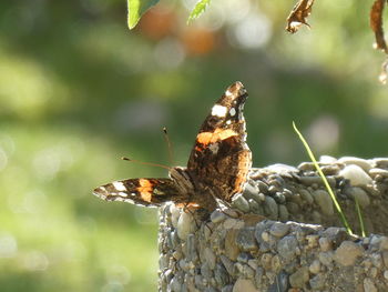 Close-up of butterfly on leaf