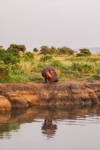 Hippos by the lake