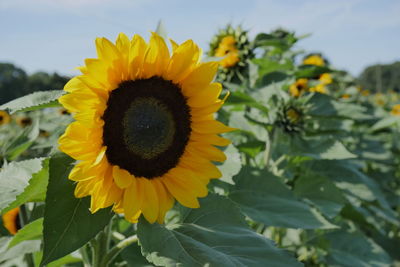 Close-up of yellow flowering plant