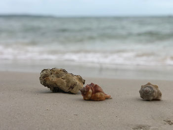 View of shells and rocks on sand at beach