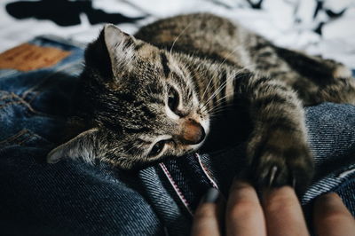 Close-up of hand holding cat