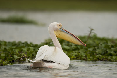 Close-up of pelican in lake