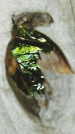 Close-up of leaves