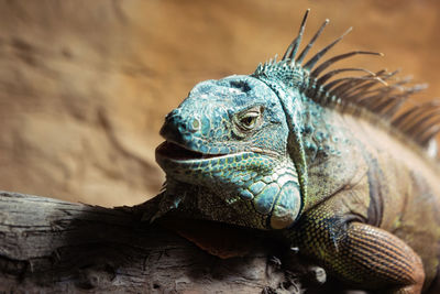 Close-up of a lizard