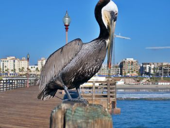 Pelican sitting on railing