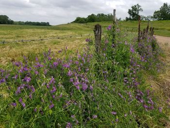 Scenic view of flowering plants on field against sky