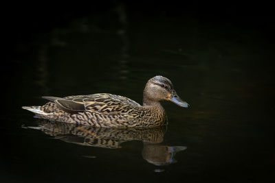 Duck swimming in a lake