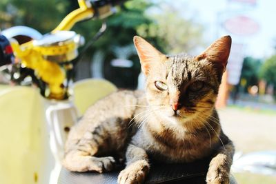 Portrait of cat sitting outdoors