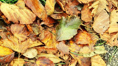 Full frame shot of dried autumn leaves