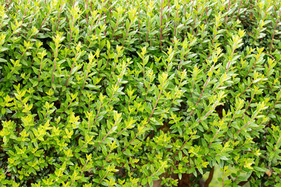 Full frame shot of fresh green leaves on field