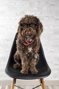 Portrait of dog sitting on chair