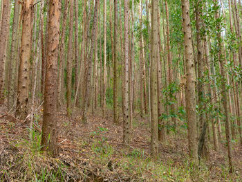 View of bamboo trees in forest