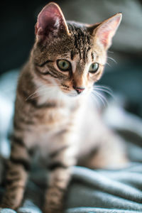 Close-up portrait of a cat