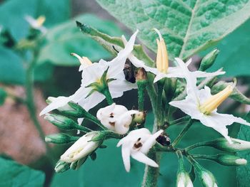 Close-up of white flowers on plant