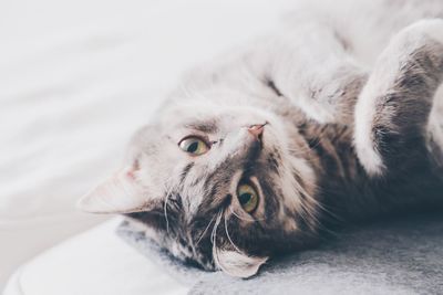 Close-up of cat resting on bed