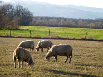 Sheep grazing in pasture