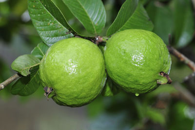 Close-up of fruits on tree