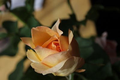 Close-up of rose blooming outdoors