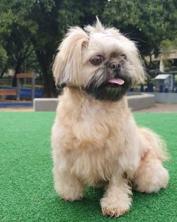 Portrait of a dog on field