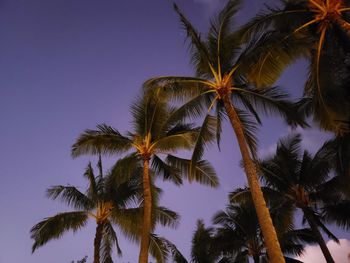 Silhouette of coconut trees against the night sky in honolulu. 