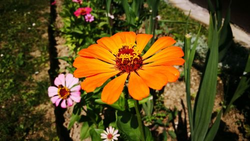 Close-up of orange flower blooming outdoors