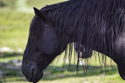 Close-up of cow grazing on field