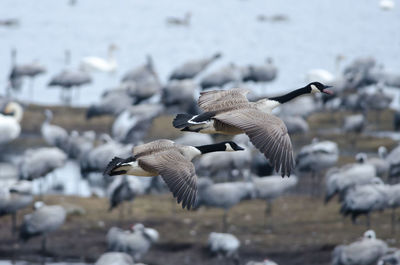 Canada geese flying over lake hornborga