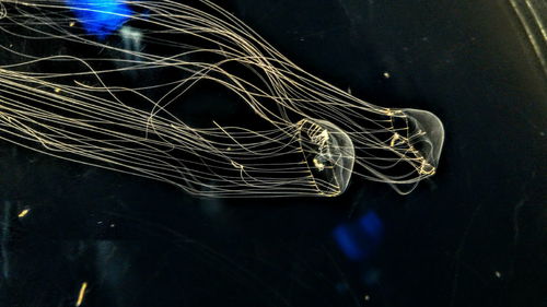 Close-up of tree at night