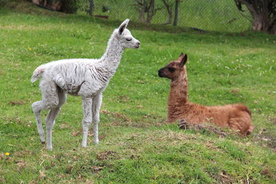 Side view of lamas on landscape