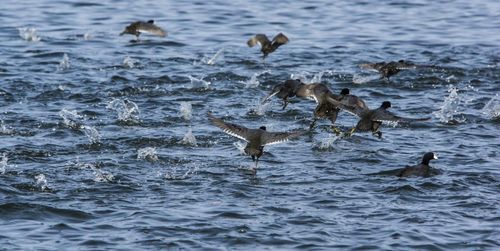 Birds flying over lake