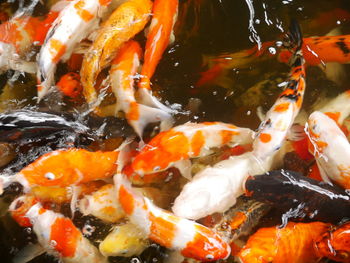 Close-up of koi fish in water